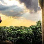 Je GRIMPE un ARBRE GEANT et des ABEILLES M’ATTAQUENT (70m)