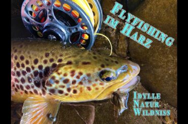 Flyfishing im Harz - Wilde Harzer Bachforellen