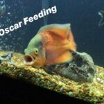 Insane Oscar Feeding (LIVE FROGS, CRAYFISH, FEEDERS)