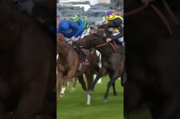 Horse tries to bite rival!