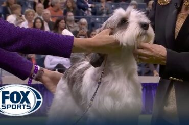 Buddy Holly the Petit Basset Griffon Vendéen wins Best in Show | Westminster Kennel Club