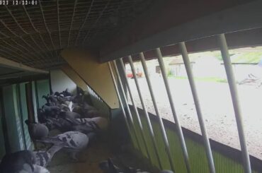 Jeremy Davies Live Stream