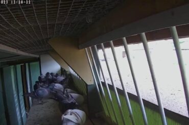 Jeremy Davies Live Stream