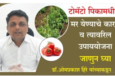 टोमॅटो पिकामधील मर, येण्याचे कारणे व त्यावरील उपाययोजना, Tomato bacterial wilt and there management