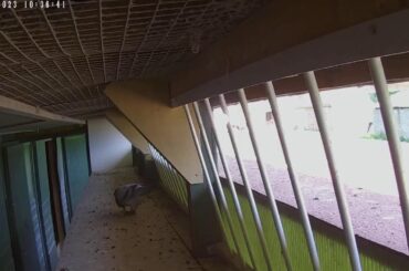 Jeremy Davies Live Stream