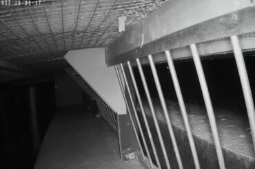 Jeremy Davies Live Stream