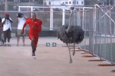 Athlete vs Ostrich - Who Will Win? Watch Now!