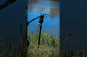 under feet catch 🫴 and head enemy #fishing  #carprigs #zfish #carpfishing #rybolov #rybareni #carp