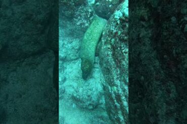 Bitten by eel while hunting mu 😂