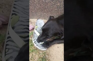 Mały piesek nie oddaje klapka...