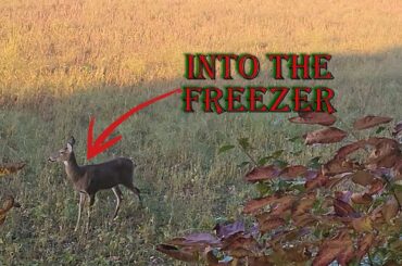 Brad's Hunt for Meat in the freezer#hunting #archery