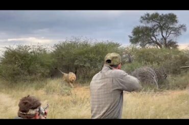 Male Lion Charge. Dangerous Game Hunting.