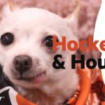 Hounds & Hounds: Meet Ina