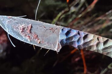 Half Face Blades - Hunters Using Their Blades ***Viewer Discretion Advised