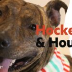Hockey & Hounds: Meet Jersey