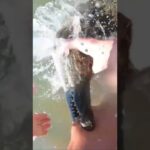 Bitten by a Nile Crocodile! #crocodile  #bite  #shorts