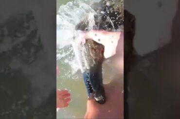 Bitten by a Nile Crocodile! #crocodile  #bite  #shorts