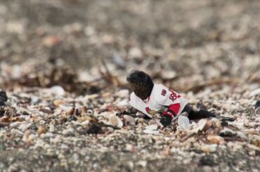 Possibly the greatest goal in documentary history.