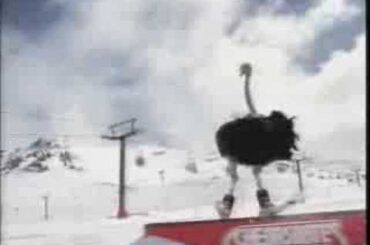 Vogel Strauss im Schnee