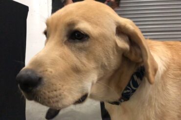 The Lightning's team dog jumps into training day