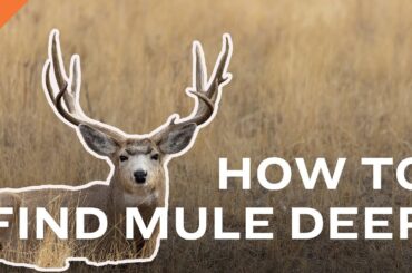 6 Tips To Help You Find Mule Deer