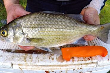 Catch and Cook White Bass - How to catch white bass & striper - Fishing for white bass.