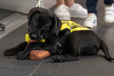 Meet Judy, a 3-month-old Labrador sponsored by the Dowds