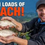 Catch LOADS Of Roach and Silvers Using Casters! | Andy May
