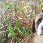 Florida Panthers vs Boston Bruins Stream Game 5 NHL Playoffs