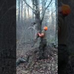 Hanging a BIG WOODS Buck Overnight! 🦌