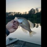 CRAPPIE FISHING WITH MINNOWS | DOUBLE HOOK DROP RIG | SHEARON HARRIS LAKE NORTH CAROLINA