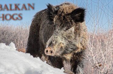 Balkan wild boar driven hunt during the winter in Bulgaria - BH 30 - big tuskcer hogs down