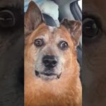 Что этот ананас себе позволяет? 🍍