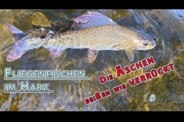 Flyfishing im Harz - Die Äschen sind los
