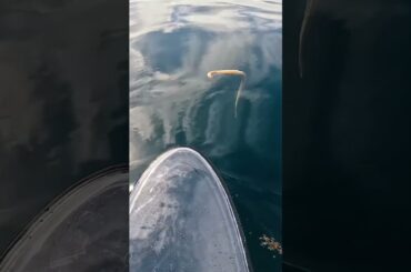 Venomous Sea Snake Got Me Good..