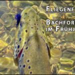 Fliegenfischen auf Bachforelle im Frühjahr Teil II - Fliegenfischen im Harz (Flyfishing browntrout)