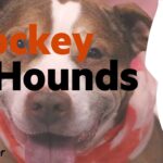 Hockey & Hounds: Meet Frog