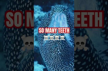 Imagine Being Bitten By An Eel. ☠️☠️#shorts