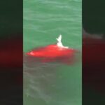 Bloody Hammerhead Shark Attack