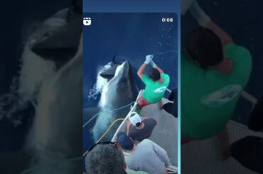 Massive Great White Shark eats fisherman’s Tuna. New undies please. #shorts #greatwhiteshark