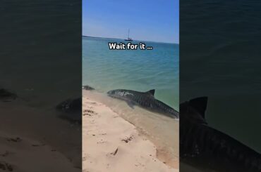 Watch your toes!! 🦈🐅🤯A tiger shark was spotted ON the shore. Captured by Ruthy Roo #shark #nature