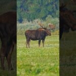 80 Yard follow up MOOSE MISSILE #archery #elk #deer ￼