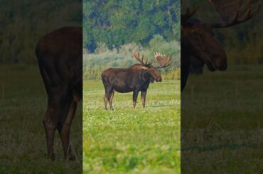 80 Yard follow up MOOSE MISSILE #archery #elk #deer ￼