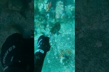 ATTACKED BY A WOLFFISH #spearfishing #fishing #wolffish