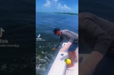 ‘PINKY’ is BACK after the shark bite!! ✋🎣 Follow along on his healing at TikTok/ReederMandyy ➡️👍
