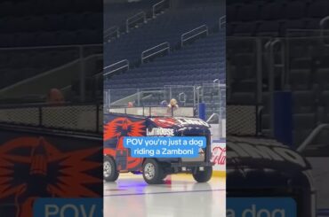 Islanders Puppy Riding The Zamboni At UBS Arena!
