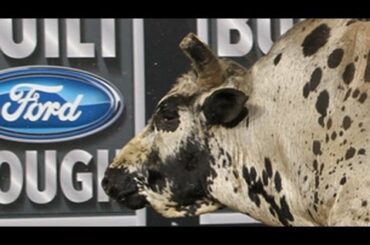 WRECK: Ben Jones takes a shot from New Holland PowerStar (PBR)