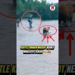 You thought NHL fights were wild? 😳🐻#nhl #kraken #seattle #hockey