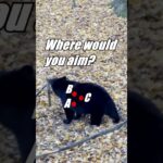 BLACK BEAR Shot Placement? #hunting #bearhunting #bear #archery