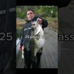 Giant rainbow trout 😳 #shorts #fishing #trout